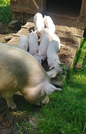 Adult pig grazing near a group of piglets on a farm, with a wooden structure in the background and green grass surrounding the area.