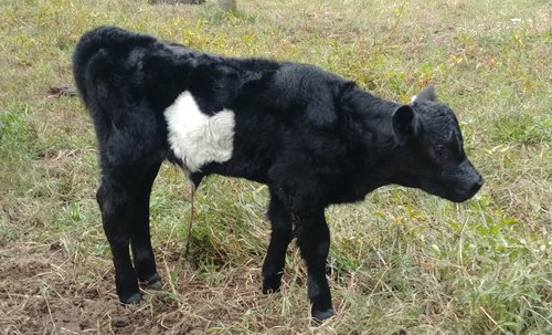 Black calf with a distinctive white patch on its side, standing in a grassy field. The calf is looking to the right, showcasing its healthy coat and playful demeanor.
