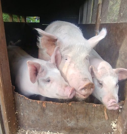 Three pigs, including one adult and two piglets, peeking out from a wooden enclosure, surrounded by straw. The scene captures the friendly nature of farm animals.