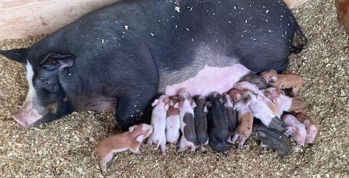 Mother pig nursing a large litter of piglets on a bed of straw, showcasing a variety of colors and sizes among the piglets.
