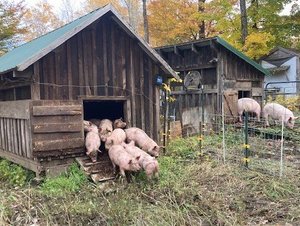 A group of pigs exiting a rustic wooden barn on a farm, surrounded by autumn foliage and a second barn in the background, showcasing a pastoral rural setting.
