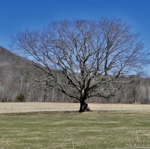 A large, leafless tree stands in a grassy field with a clear blue sky in the background, surrounded by a mountainous landscape.